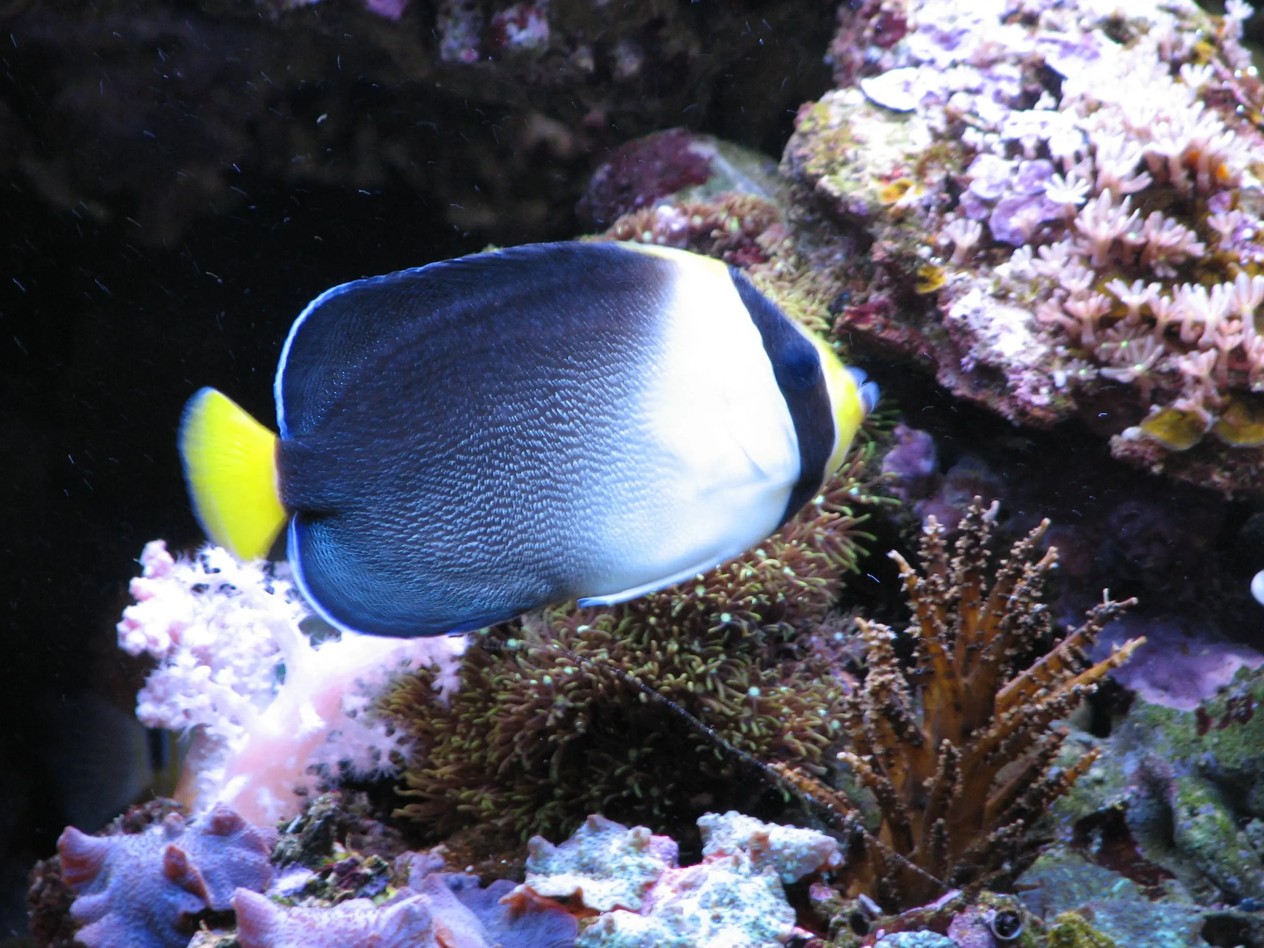 Haetodontoplus Mesoleucus
